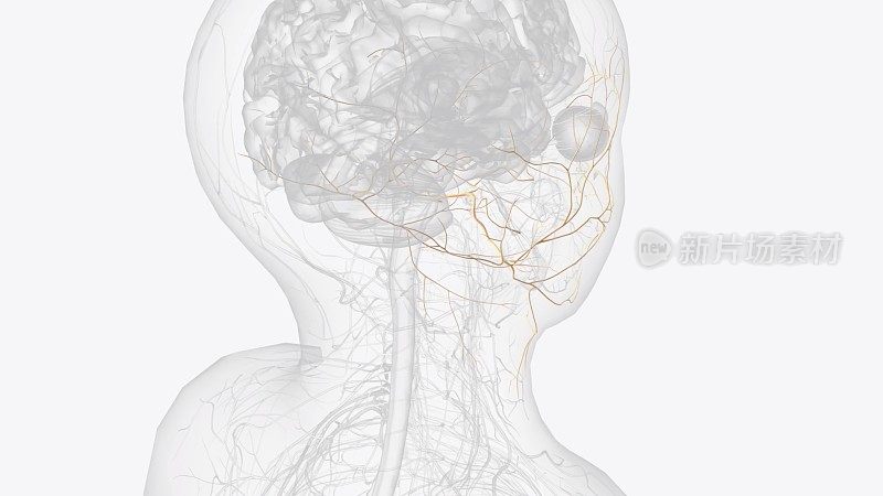 外展神经是第六脑神经(CN VI)，与动眼神经(CN III)和滑车神经并列